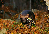 WLD 02 RK0021 02
Wolverine Approaching Camera In Forest Utah