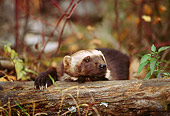 WLD 02 TL0001 01
Head Shot Of Wolverine Climbing Over Log In Woods