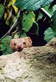 WLD 03 GL0001 01
Least Weasel Peeking Out From Behind Rock