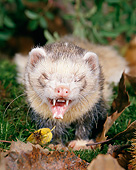 WLD 03 GL0002 01
Portrait Of Least Weasel Hissing On Grass