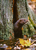 WLD 03 RK0010 05
Mink Sitting In Hole Of Tree Trunk Looking Out