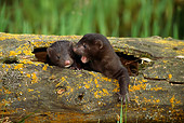WLD 03 TK0001 01
Two Mink Young Huddling In Hollow-Log Den