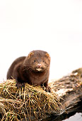 WLD 03 TL0001 01
Portrait Of Mink Standing On Log Half-submerged In Water