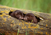 WLD 03 TL0002 01
Two Mink Young Huddling In Hollow-Log Den