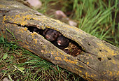 WLD 03 TL0003 01
Two Mink Young Huddling In Hollow-Log Den