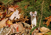 WLD 03 TL0004 01
Ermine Standing Facing Camera In Leaf Litter Under Pine Bough