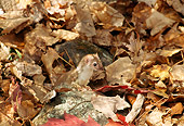 WLD 03 TL0005 01
Profile Head Shot Of Ermine Standing In Leaf Litter