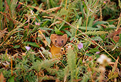 WLD 03 TL0006 01
Head Shot Of Ermine Facing Camera In Foliage