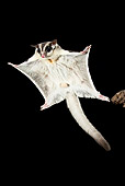 WLD 04 MC0001 01
Sugar Glider Gliding At Night