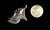 WLD 04 MC0002 01
Sugar Glider Gliding At Night With Full Moon In Background