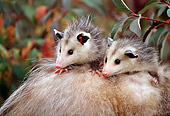 WLD 04 TK0001 01
Two Opossum Young Riding On Mother's Back