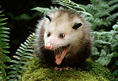 WLD 04 TK0002 01
Opossum Vocalizing On Moss-Covered Log By Ferns