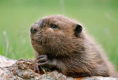 WLD 06 BA0001 01
Head Shot Of Beaver Leaning On Log