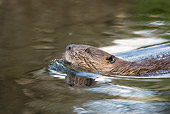 WLD 06 MC0001 01
American Beaver Swimming In Pond Alaska