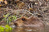 WLD 06 MC0002 01
American Beaver At Lodge Denali National Park, Alaska
