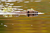 WLD 06 MC0003 01
American Beaver Swimming With Branch Denali National Park, Alaska