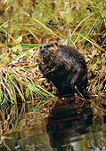 WLD 06 RK0013 01
Beaver.