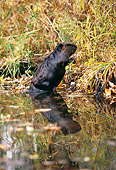 WLD 06 RK0018 05
Beaver.