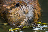WLD 06 TK0001 01
Close-Up Of Beaver Chewing On Bark Nova Scotia