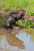 WLD 06 WF0001 01
European Beaver Standing On Hind Legs At Edge Of Lake