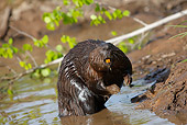 WLD 06 WF0002 01
European Beaver Standing On Hind Legs In Shallow Water