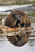 WLD 06 WF0003 01
European Beaver Eating Birch Bark On Lake