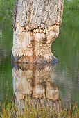 WLD 06 WF0004 01
American Beaver Gnawing On Traces Of Tree