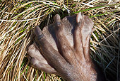 WLD 06 WF0005 01
European Beaver Webbed Hind-Foot