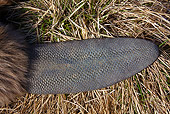 WLD 06 WF0006 01
European Beaver Scaly Tail