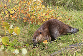 WLD 06 WF0007 01
American Beaver Sitting On Bank Next To Autumn Branches