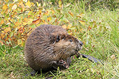 WLD 06 WF0008 01
American Beaver Sitting On Bank Next To Autumn Branches