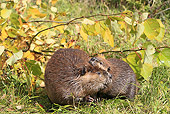 WLD 06 WF0009 01
American Beaver Adult And Young Sitting On Bank Next To Autumn Branches