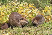 WLD 06 WF0010 01
American Beaver Adult And Young Sitting On Bank Next To Autumn Branches