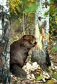 WLD 06 TL0001 01
Portrait Profile Of Beaver Gnawing Aspen Tree In Woods