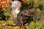 WLD 06 TL0002 01
Beaver Standing By Gnawed Tree In Woods