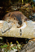 WLD 06 TL0003 01
Head Shot Of Beaver Gnawing Log