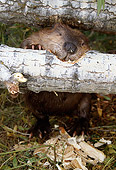 WLD 06 TL0004 01
Overhead Shot Of Beaver Gnawing Log