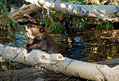 WLD 06 TL0005 01
Beaver Resting Against Gnawed Log In Water