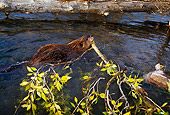 WLD 06 TL0006 01
Overhead Shot Of Beaver Swimming With Tree Branch In Mouth