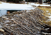 WLD 06 TL0007 01
Beaver Swimming Near Dam Of Tree Branches In Frozen Pond