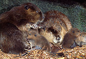 WLD 06 TL0008 01
Beaver Adults And Kits Resting Inside Den