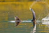 WLD 06 TL0009 01
Beaver Slapping Tail On Pond In Warning
