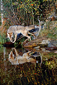 WLD 08 BA0001 01
Coyote Standing By Stream Looking At Reflection