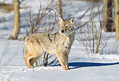 WLD 08 GL0001 01
Coyote Standing In Snow