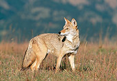 WLD 08 KH0002 01
Coyote Standing In Meadow