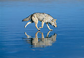 WLD 08 KH0003 01
Coyote Walking On Iced Lake