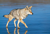WLD 08 KH0004 01
Coyote Walking On Iced Lake