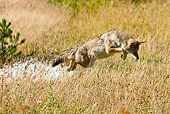 WLD 08 MC0001 01
Coyote Hunting Meadow Voles In Dry Grass Yellowstone National Park