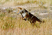 WLD 08 MC0002 01
Coyote Hunting Meadow Voles In Dry Grass Yellowstone National Park