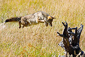 WLD 08 MC0003 01
Coyote Hunting Meadow Voles In Dry Grass Yellowstone National Park